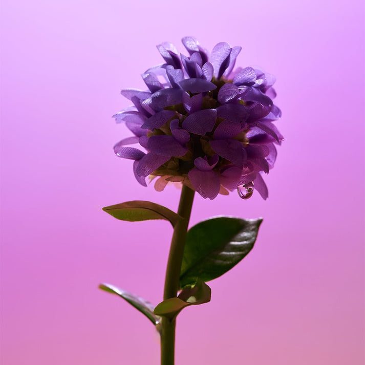 Eqqual Berry Bakuchiol Plumping Serum - 30ml